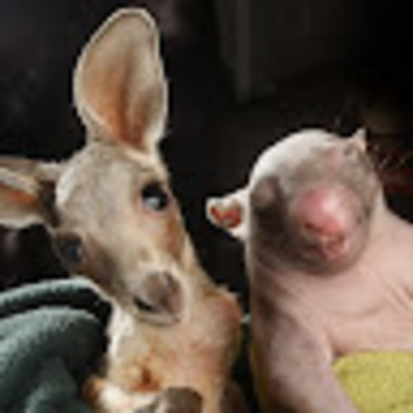 Meet your Posher, Tanya - Picture 1 of 1